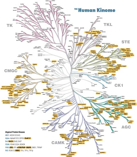 Highlighted Ser/Thr Nodes in the Human Kinome