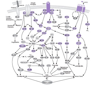 Regulation of Actin Dynamics