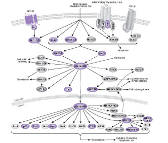 Signaling Pathways Activating p38 MAPK