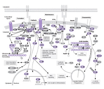 Adherens Junction Dynamics