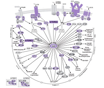 PI3 Kinase / Akt Signaling