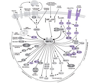 AMPK Signaling