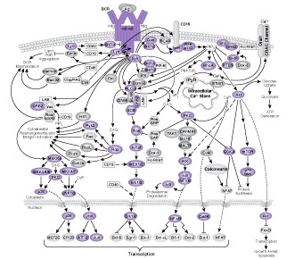 B Cell Receptor Signaling