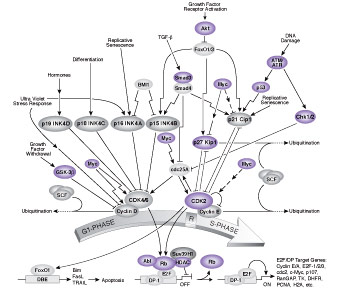 Cell Cycle Control: G1/S Checkpoint