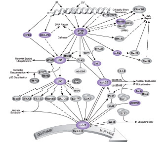 Cell Cycle Control: G2/M DNA Damage Checkpoint