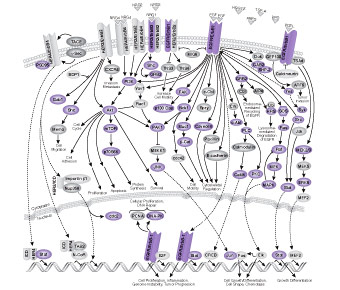 ErbB / HER Signaling