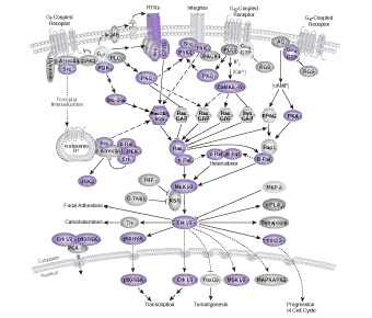 G Protein-coupled Receptors Signaling to MAPK / Erk