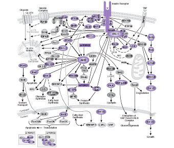 Insulin Receptor Signaling