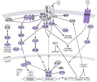 Jak / Stat Signaling: IL-6 Receptor Family