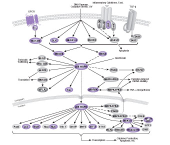 Mitogen Activated Protein Kinaseシグナル伝達カスケード