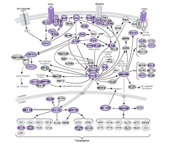 増殖および分化におけるMAPK/Erkのシグナル伝達