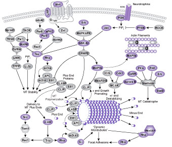 Regulation of Microtubule Dynamics