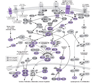 NF-κB Signaling