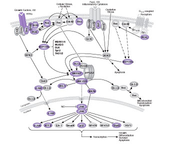 SAPK / JNK Signaling Cascades