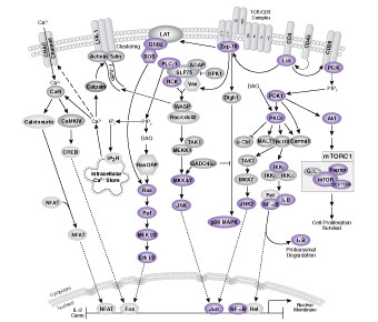 T Cell Receptor Signaling