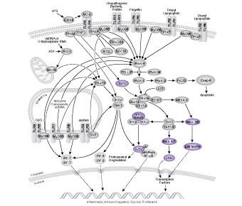 Toll-like Receptor Signaling