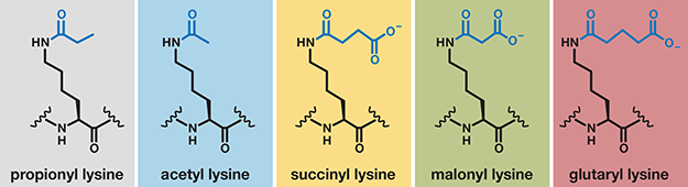 Acylscan Workflow