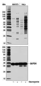 Cleaved Caspase Substrate Motif [DE(T/S/A)D] MultiMab Western Blot