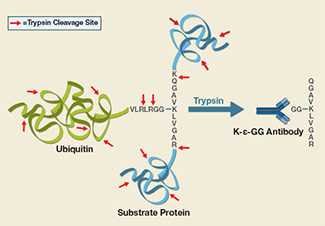 UbiScan Process