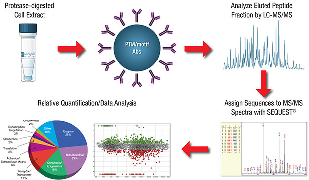 PTMScan Discovery Proteomic Services Workflow