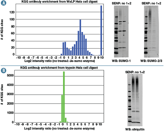 PTMScan® Sumoylation Remnant Motif K-ε-GG peptides