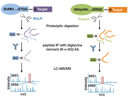 PTMScan® Sumoylation Remnant Motif Schematic Representation