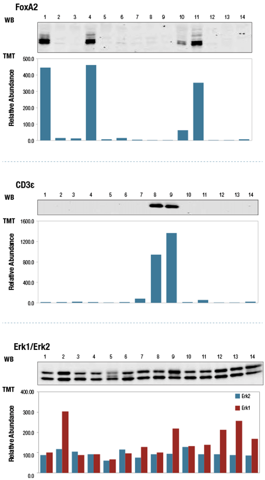 TMT Western Blot