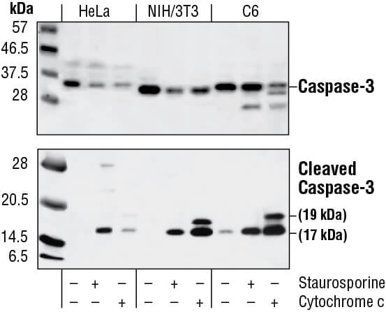 Detection of caspase-3 cleavage