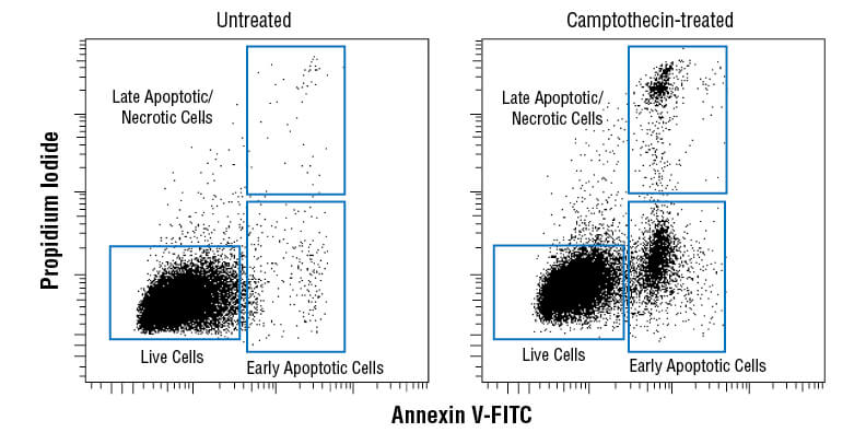 Annexin V - FITC Early Apoptosis Detection