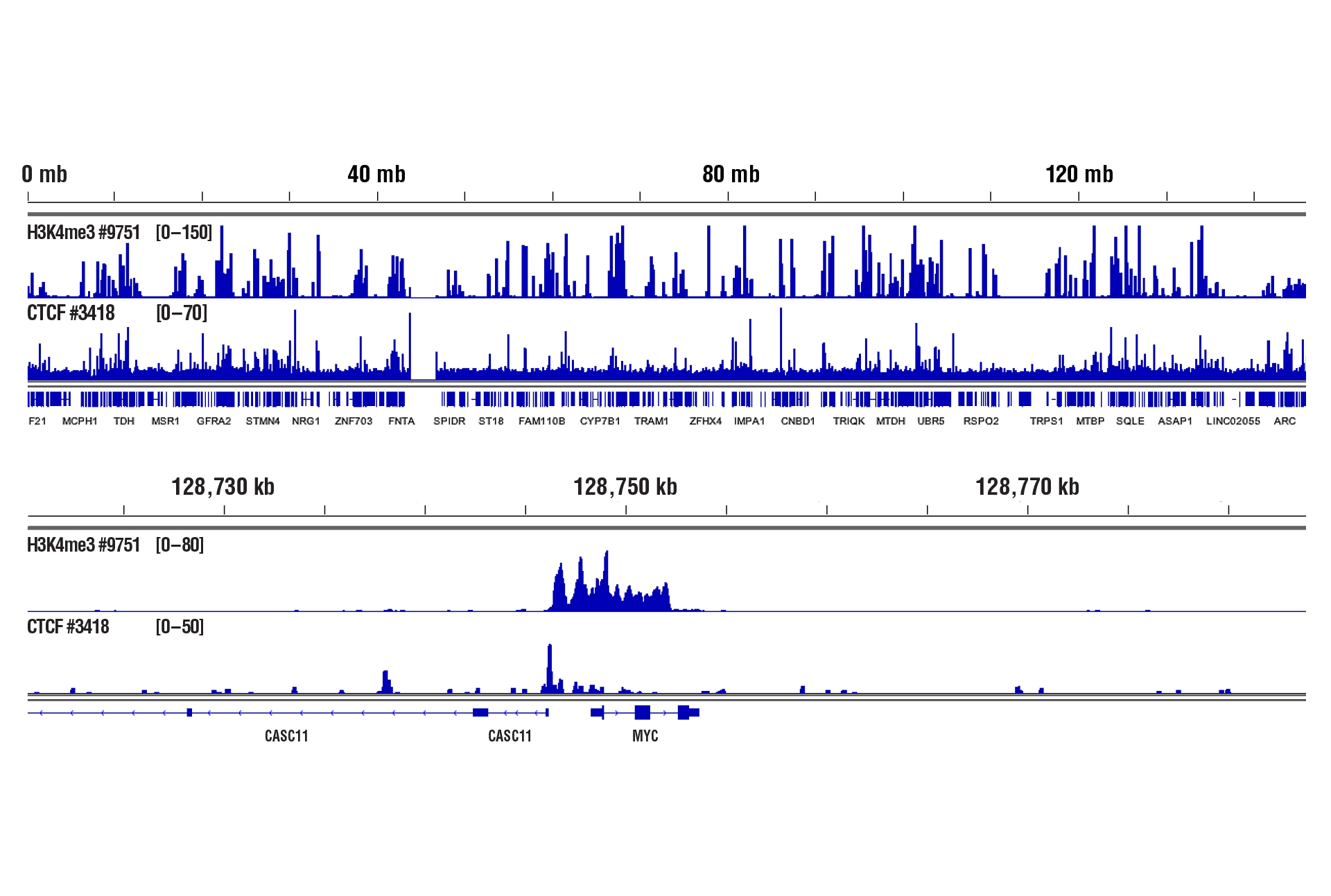 CD8+ T細胞に対するH3K4me3およびCTCFデータ