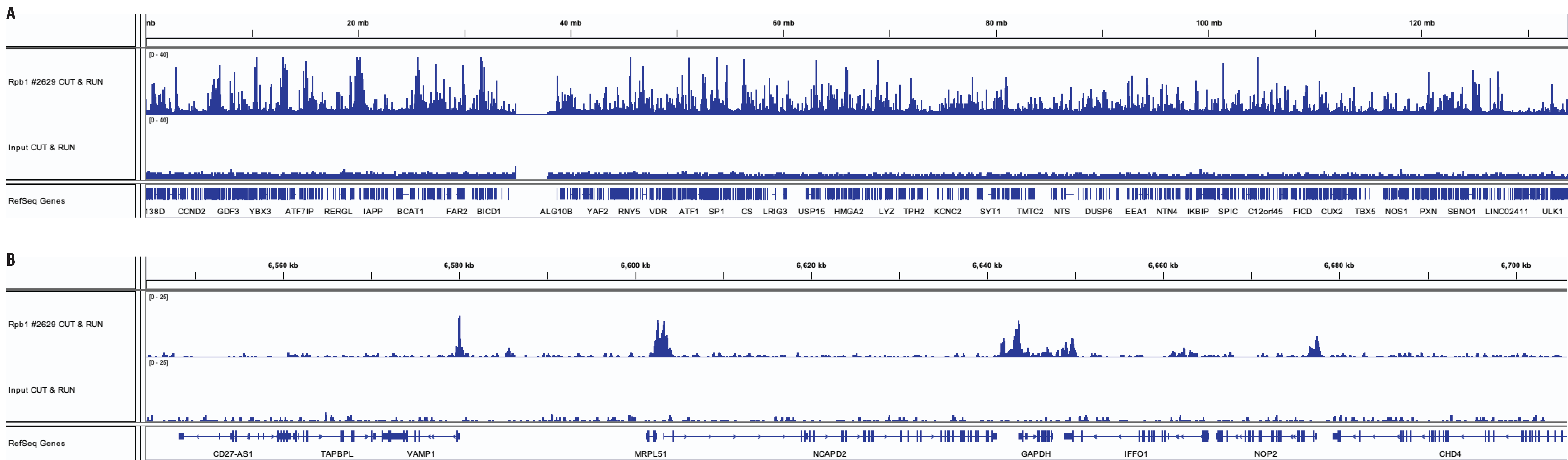 Rpb1 CTD sequencing results for CUT&RUN and ChIP