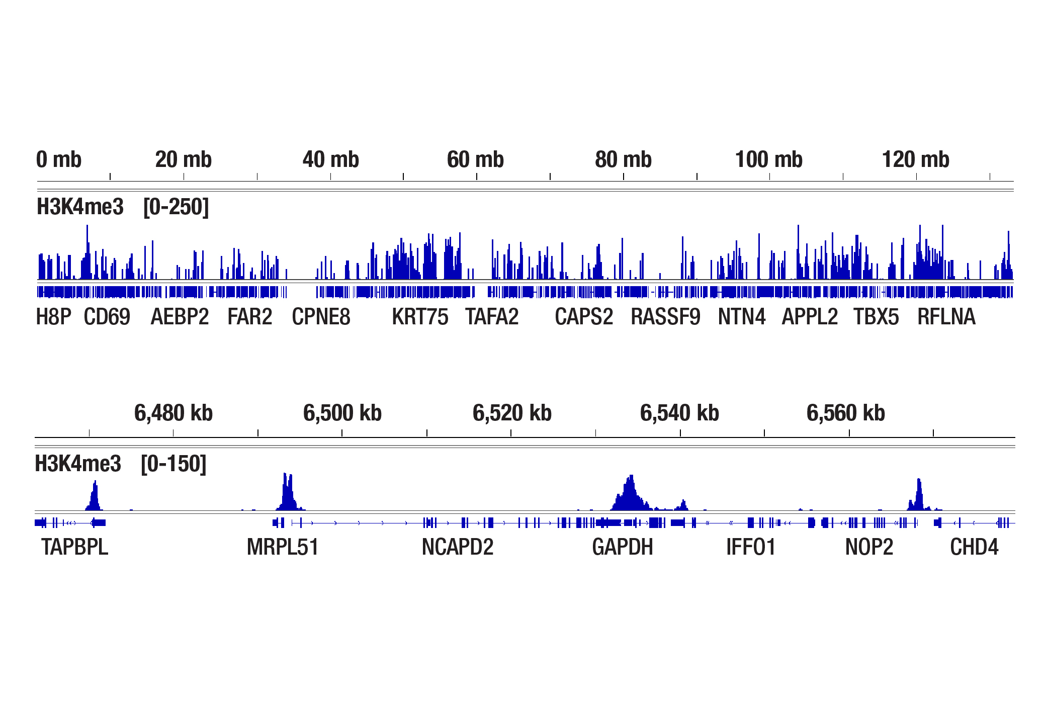 Does the CUT&Tag assay show a bias toward euchromatin or heterochromatin? (H3K4me3)
