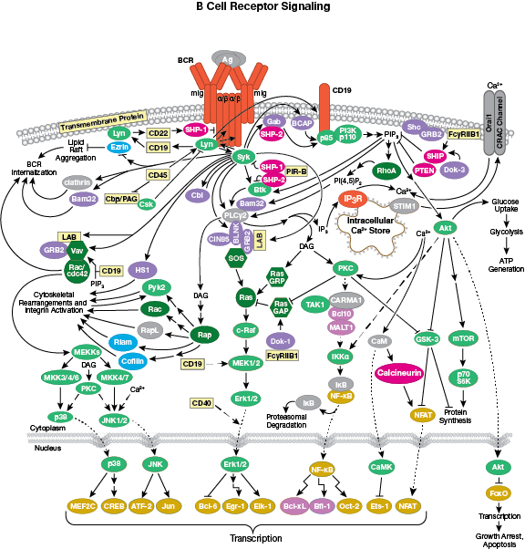 B Cell Receptor Signaling Pathway