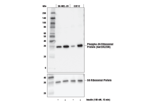 Phospho-S6 Ribosomal Protein (Ser235/236) (E2R1O) Mouse mAb #62016