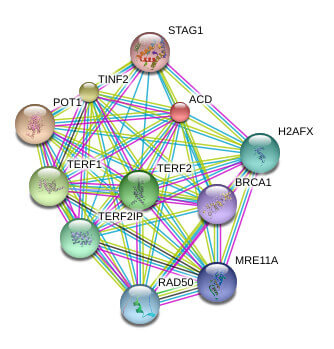 Known and Predicted Protein-Protein Interactions of TPP1