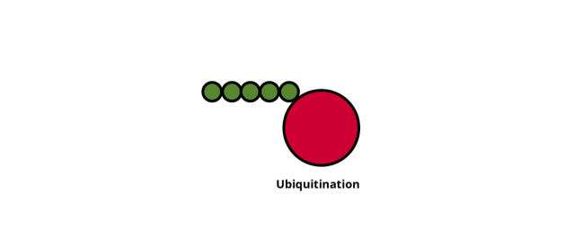 Target Ubiquitination