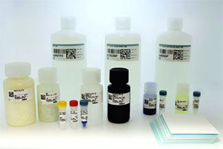 Western Blotting Application Solutions Kit #12957