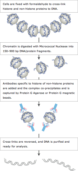 Overview Of Chromatin Ip Assay Methodology Cell Signaling Technology