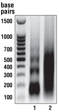 SimpleChIP Enzymatic Chromatin IP Kit (Magnetic Beads) #9003