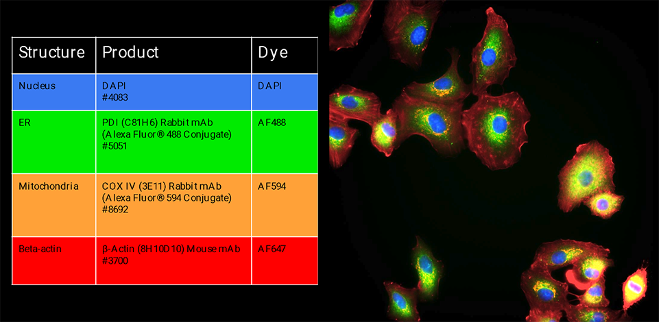 Cell Painting Using CST IF/HCS Antibodies