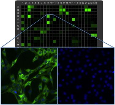 highc ontent screening identifies vanilloids