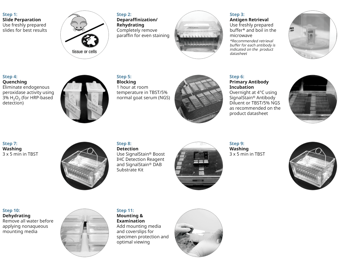 11 Step Protocol for Successful IHC