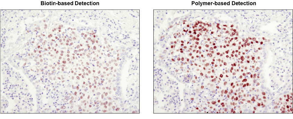 Sox2 (D6D9) XP® Rabbit mAb #3579