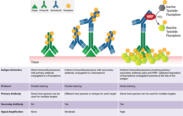 mIHC Multiplexing Options