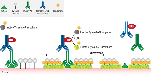 Multiplex IHC Schematic