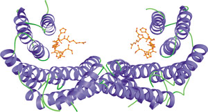 Phospho-Ser/Thr Binding: 14-3-3 Domain