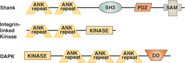 Other: ANK Domain