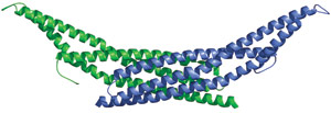 Phospholipid Binding: Bar Domain