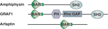 Phospholipid Binding: Bar Domain