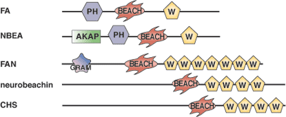 リン脂質結合：BEACHドメイン